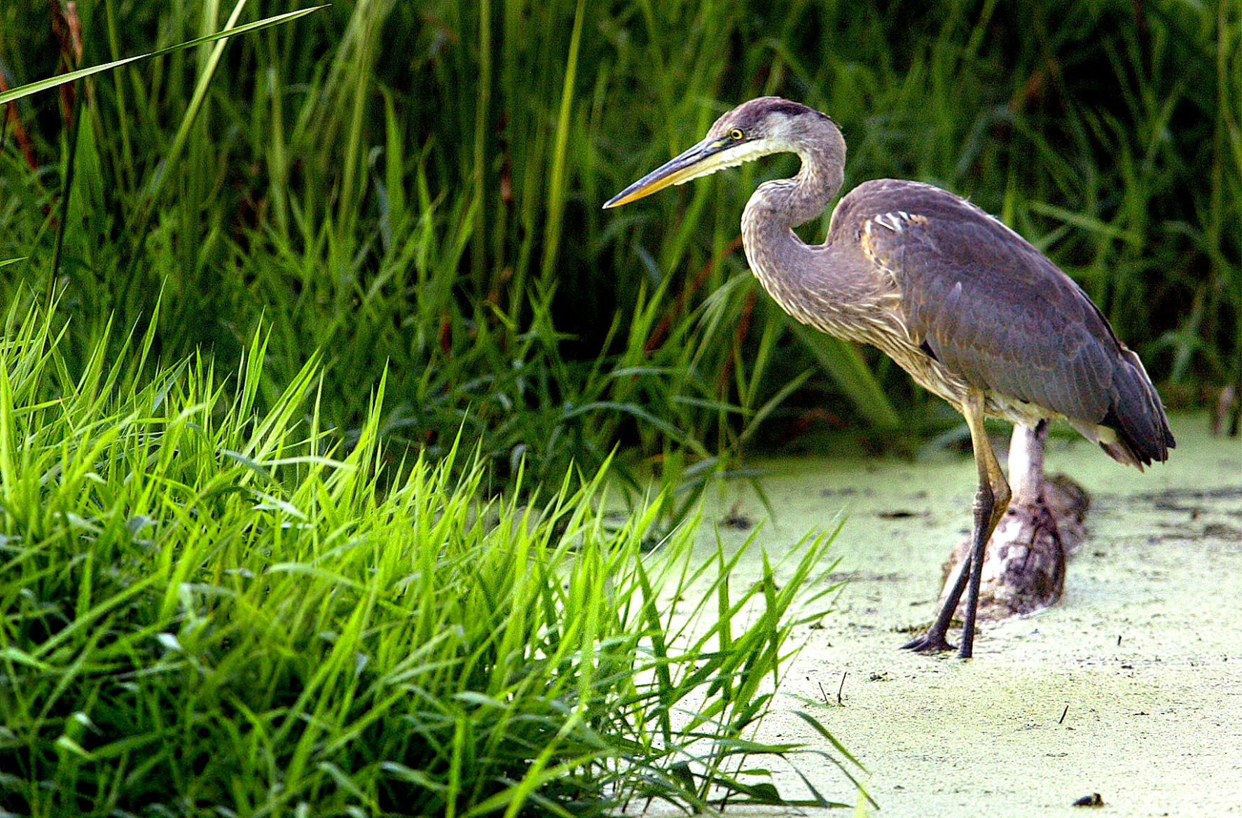 Wildlife in the La Crosse River marsh